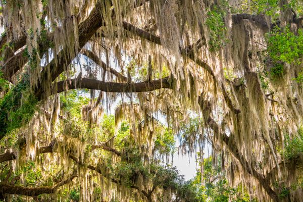 Spanish Moss Removal - Spanish Moss Removal Orlando, Florida