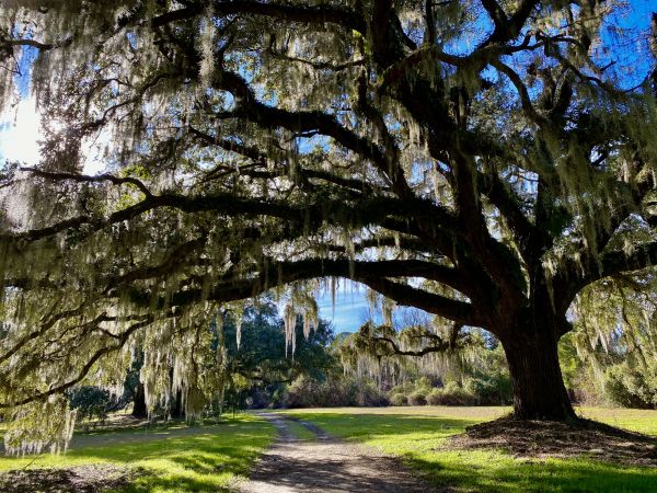 Spanish Moss Management