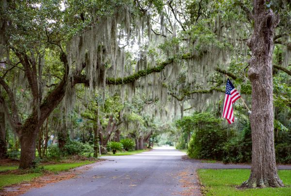 Spanish Moss Elimination