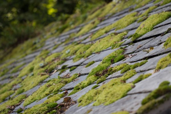Moss Prevention
