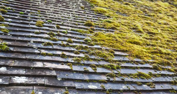 Moss Remediation - Moss Remediation Gainesville, Florida